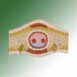 MONOCOT LEAF T.S.